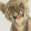 tigre